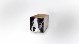 DOG 01