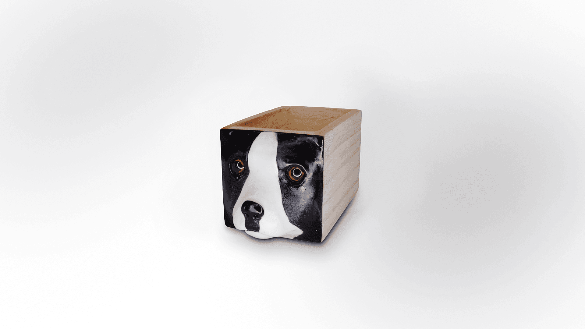DOG 01